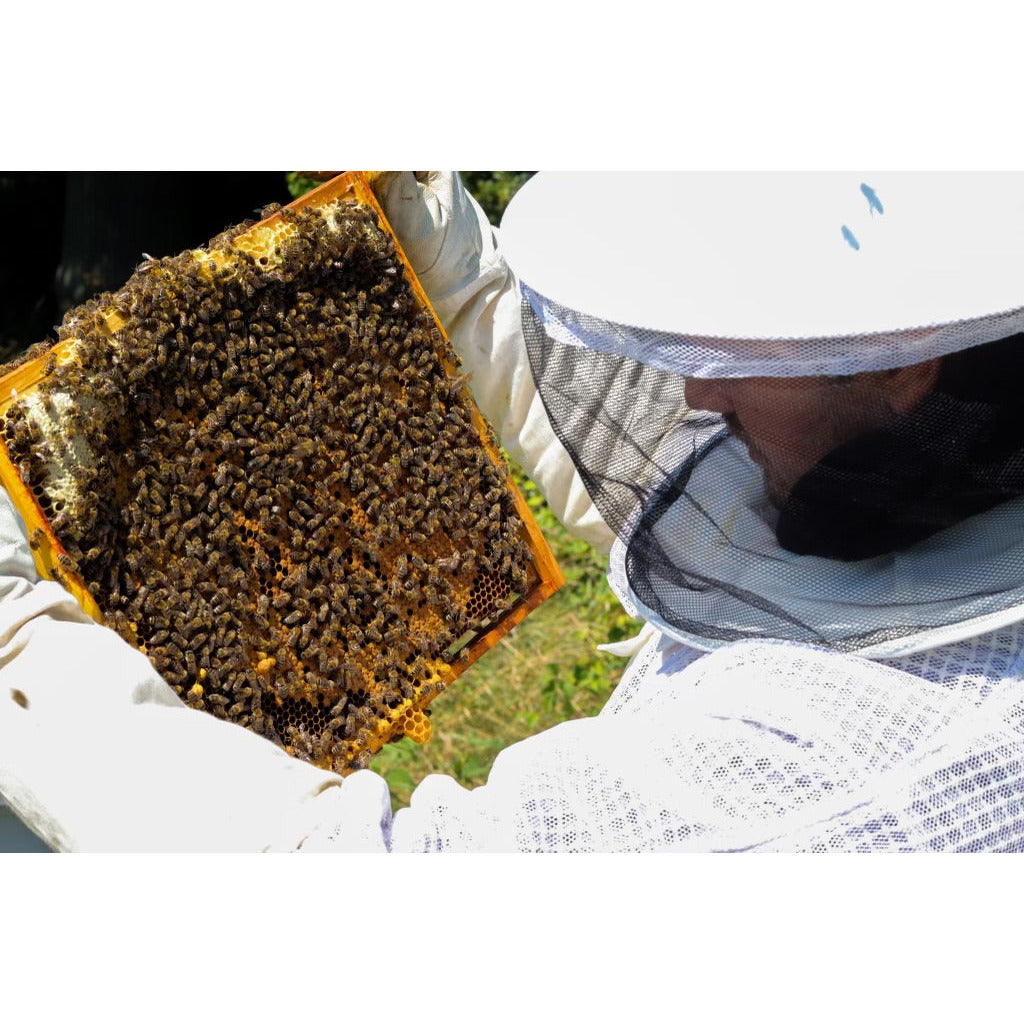 Adult Bee Keeping Experience Essex The Natural Hive