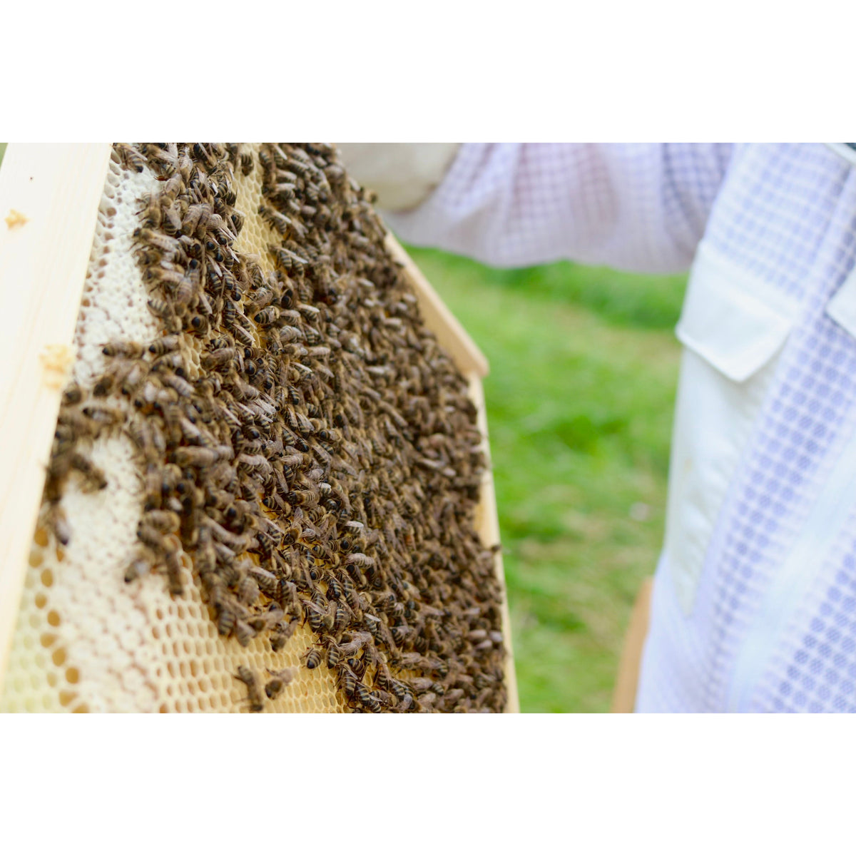 Adult Bee Keeping Experience Essex The Natural Hive