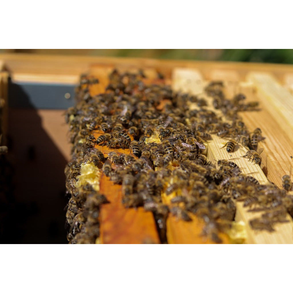 Bee Keeping Experience - Essex